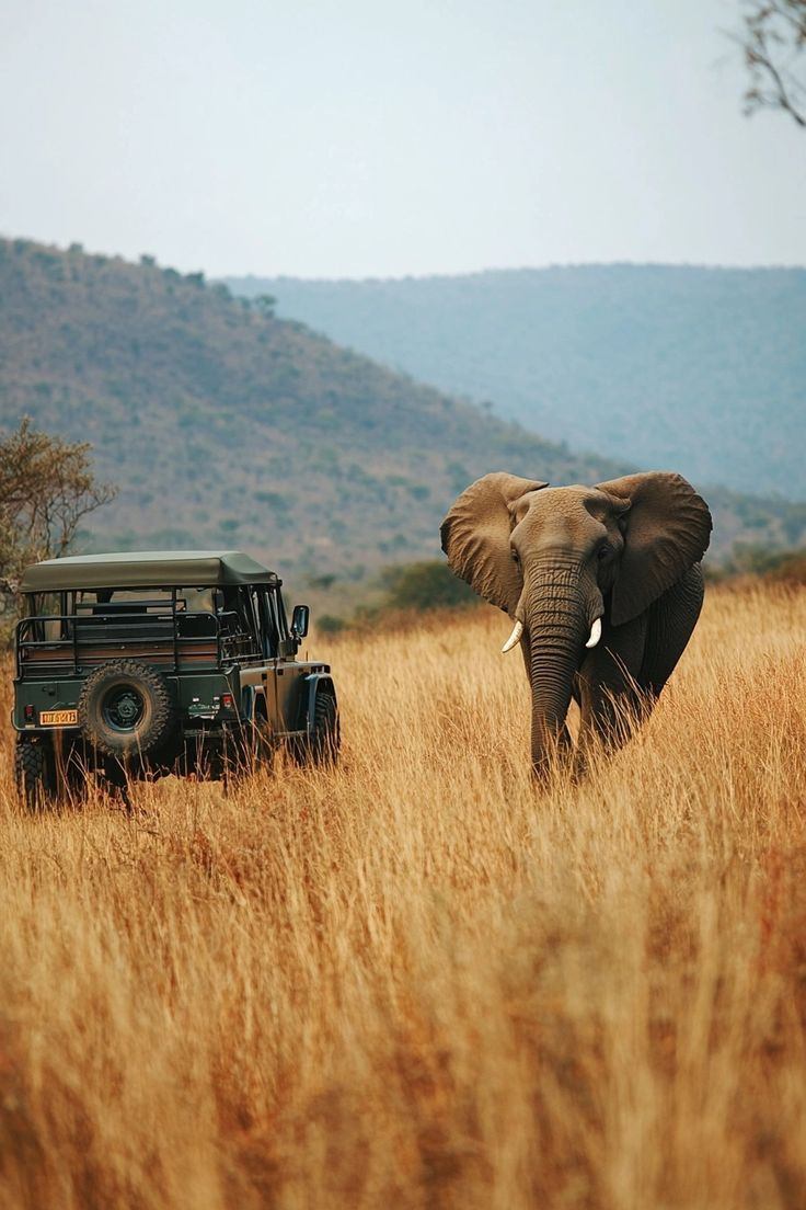 Safari landscape